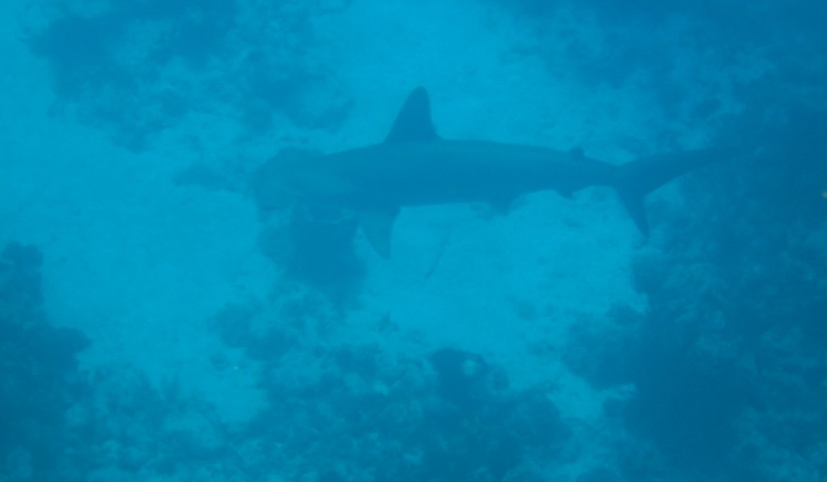 kraken bahamas 2010