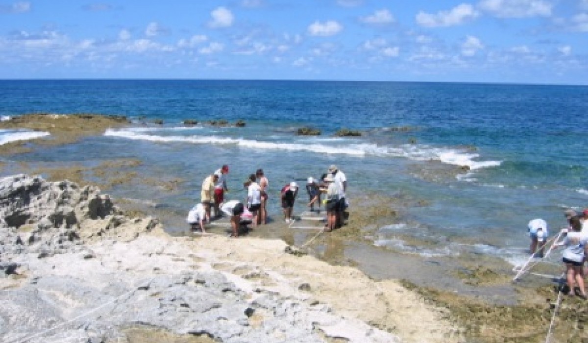 transect bahamas 2010