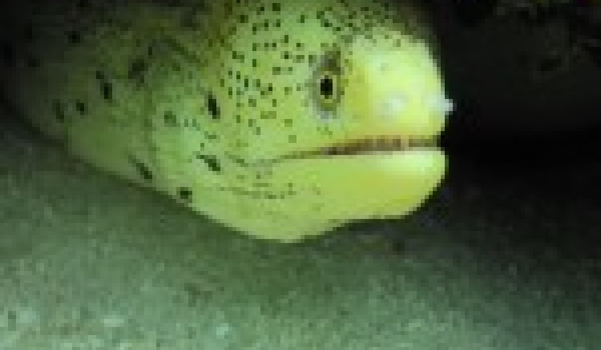 Moray Eel Bahamas 2012