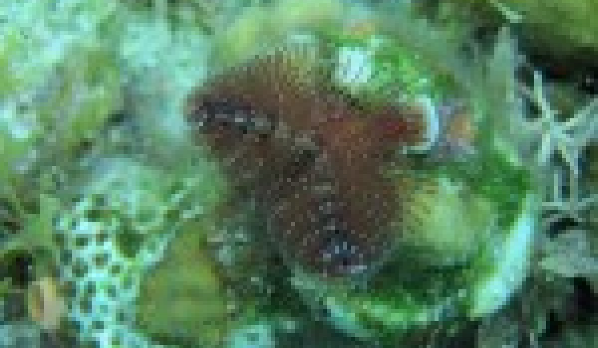 Christmas tree worm Bahamas 2012