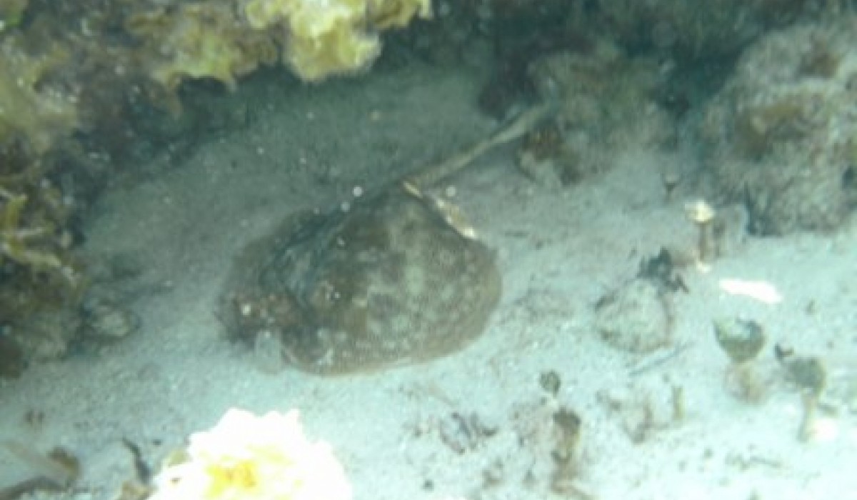 yellow stingray bahamas 2010