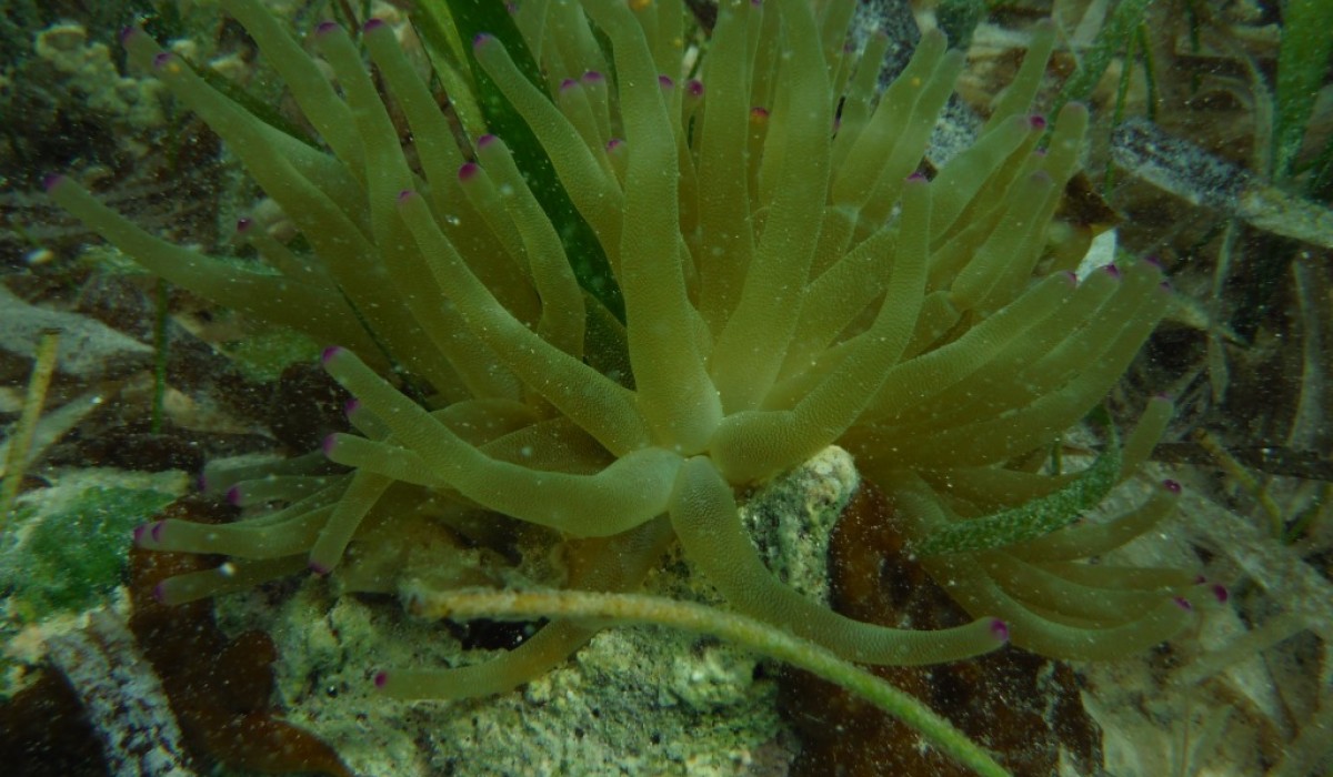 Sea Anemone