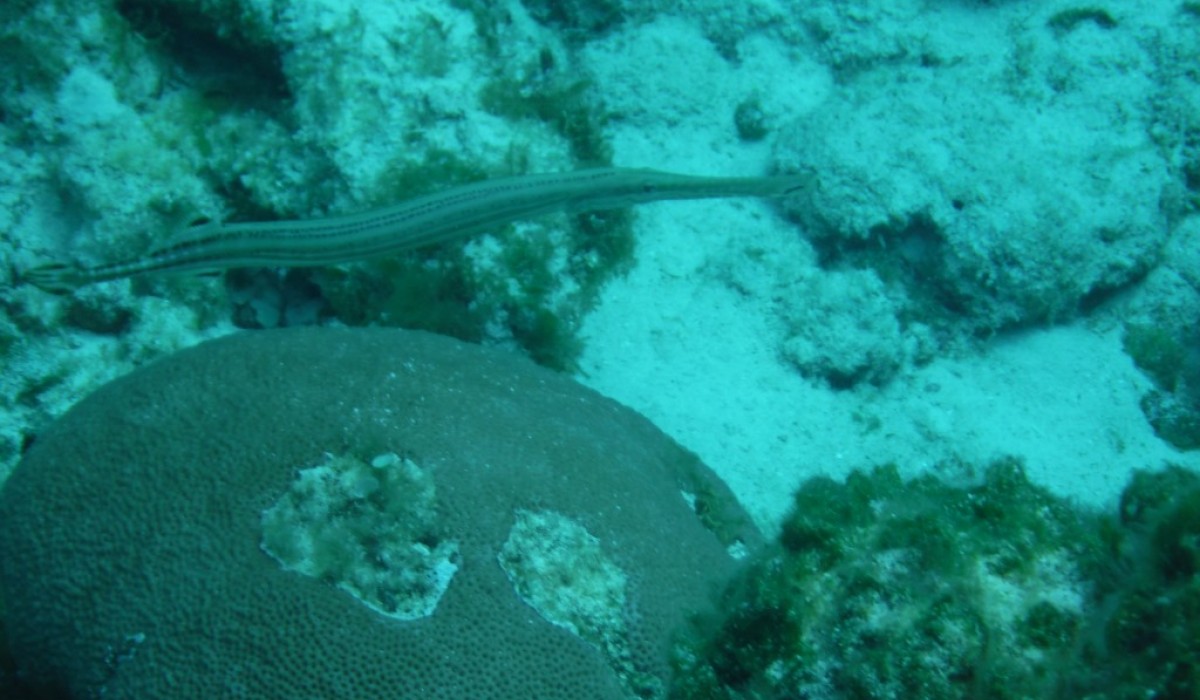 Trumpet Fish