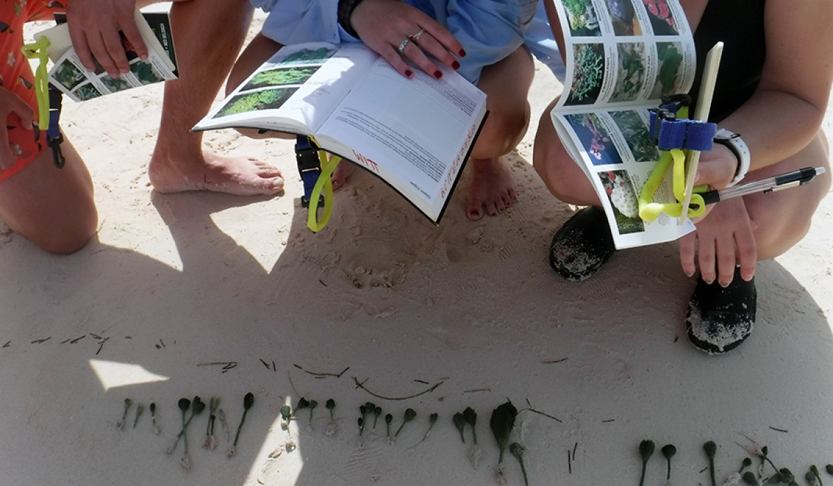 Algae on the beach