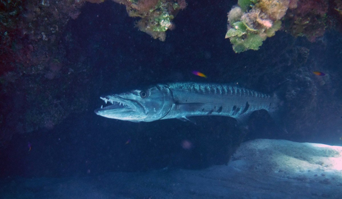Toothy smile of a barracuda resting under a rock canopy at Monument Reef