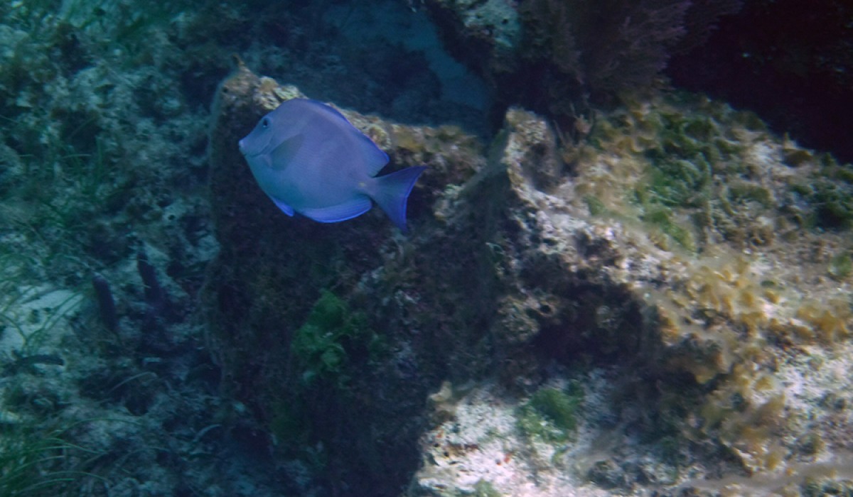 Blue tang seen at Singer's Point