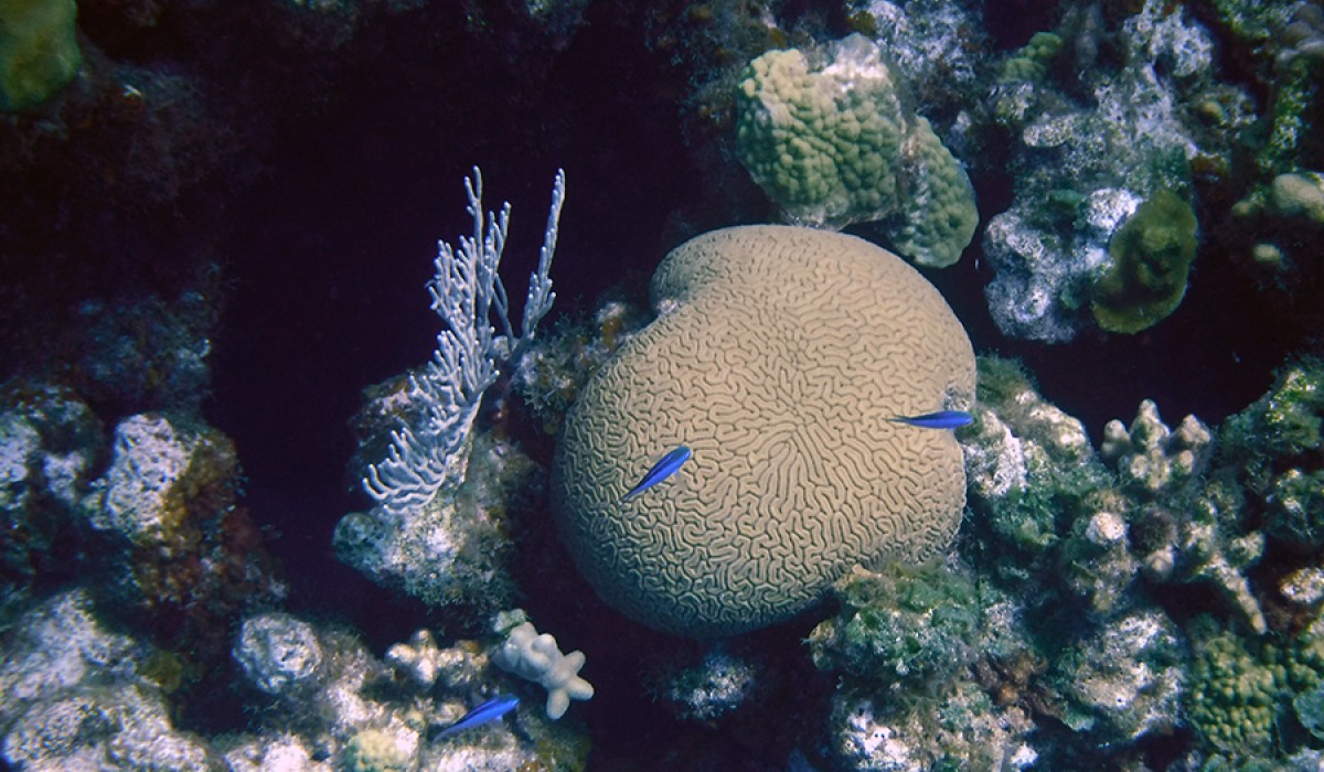 A soft coral next to brain coral with blue chromis decorating the reef