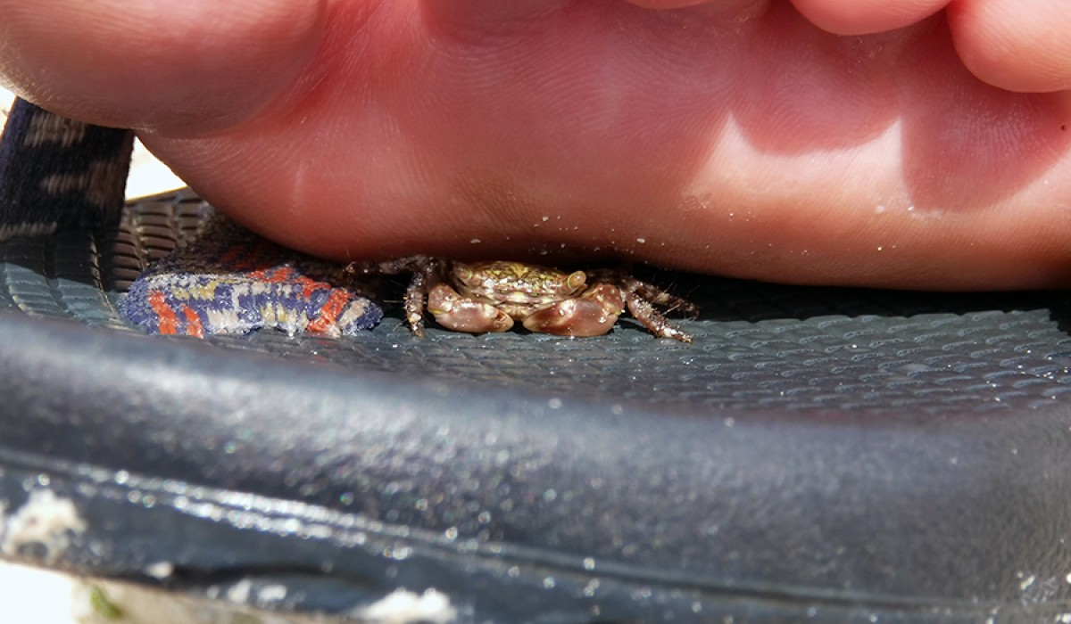 A small crab took shelter under Kaity's foot