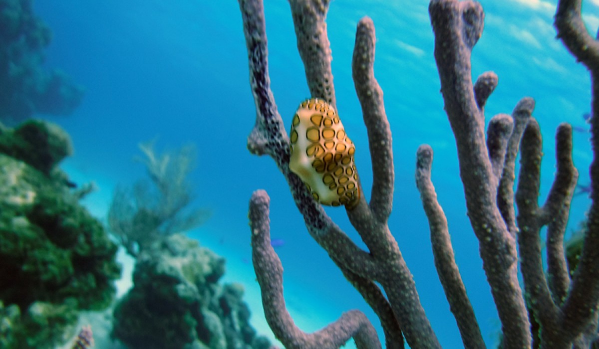 Flamingo tongue snail on a colony of soft coral