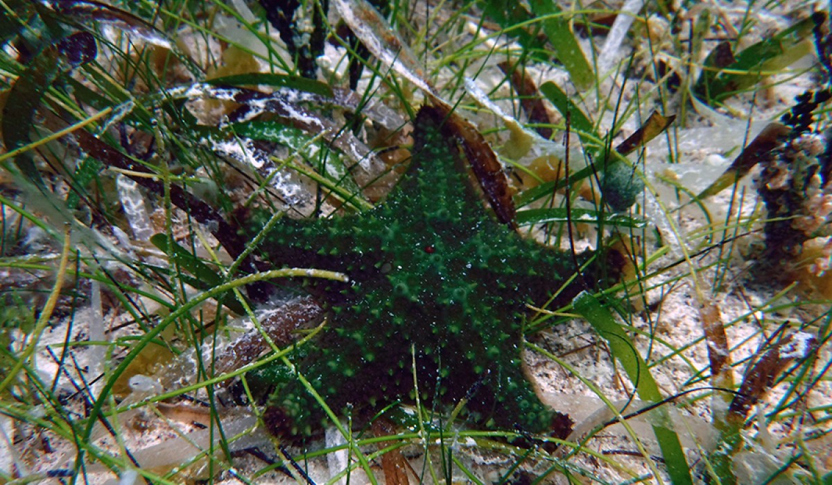 Juvenile Cushion Sea Star