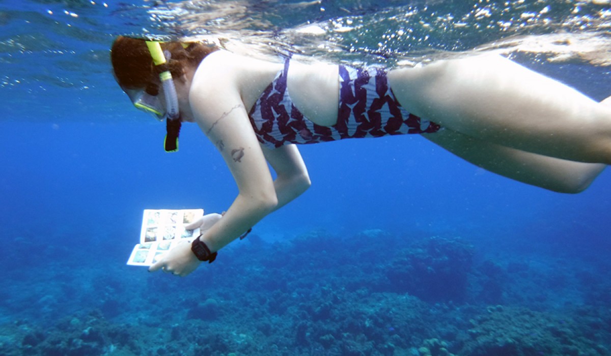 Kaity using her Pocket reef fish guide to identify new species