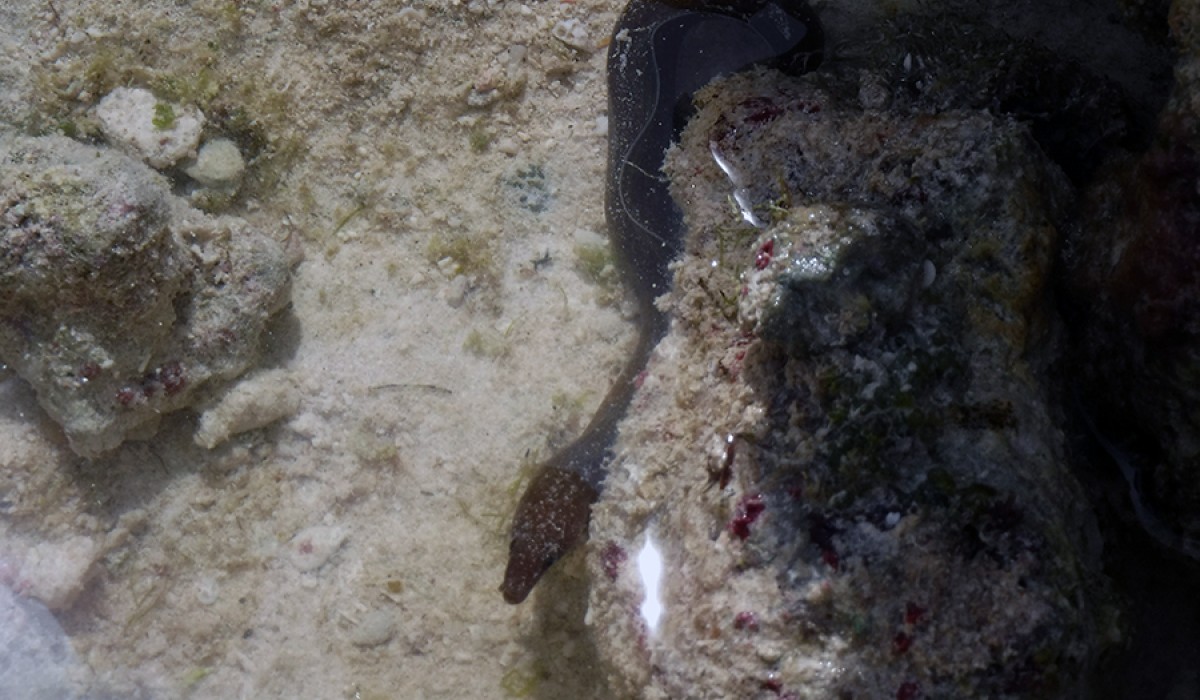 A juvenile moray eel