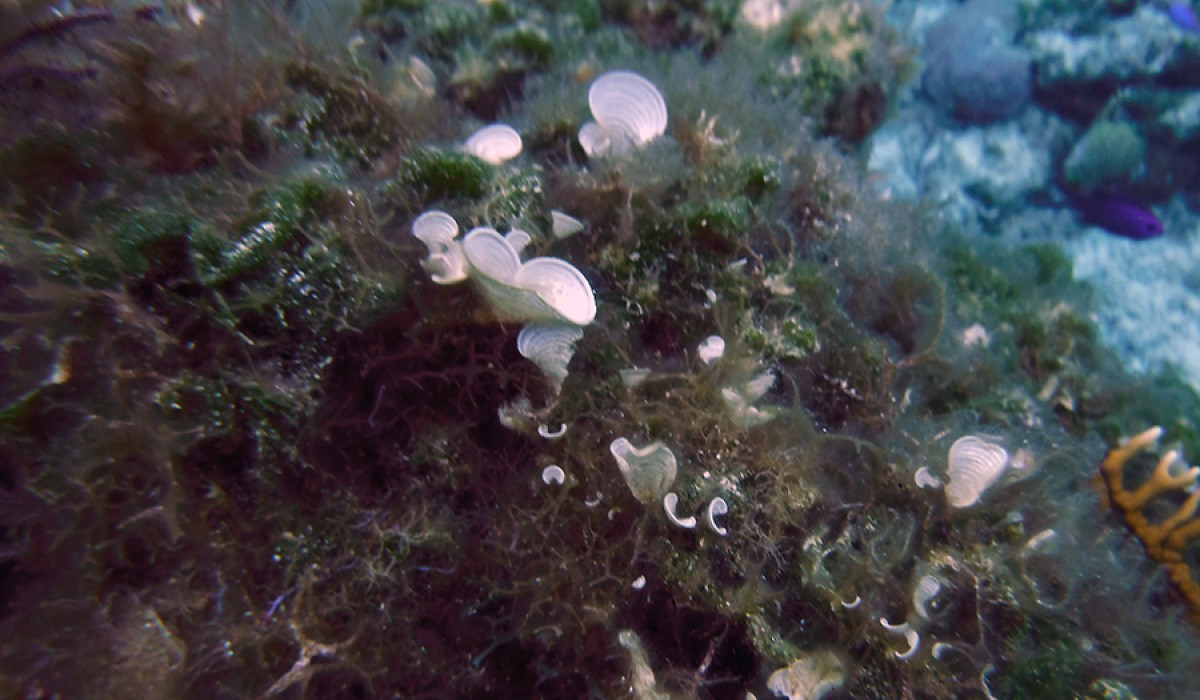 Padina (White Scroll Algae) found at Snapshot Reef