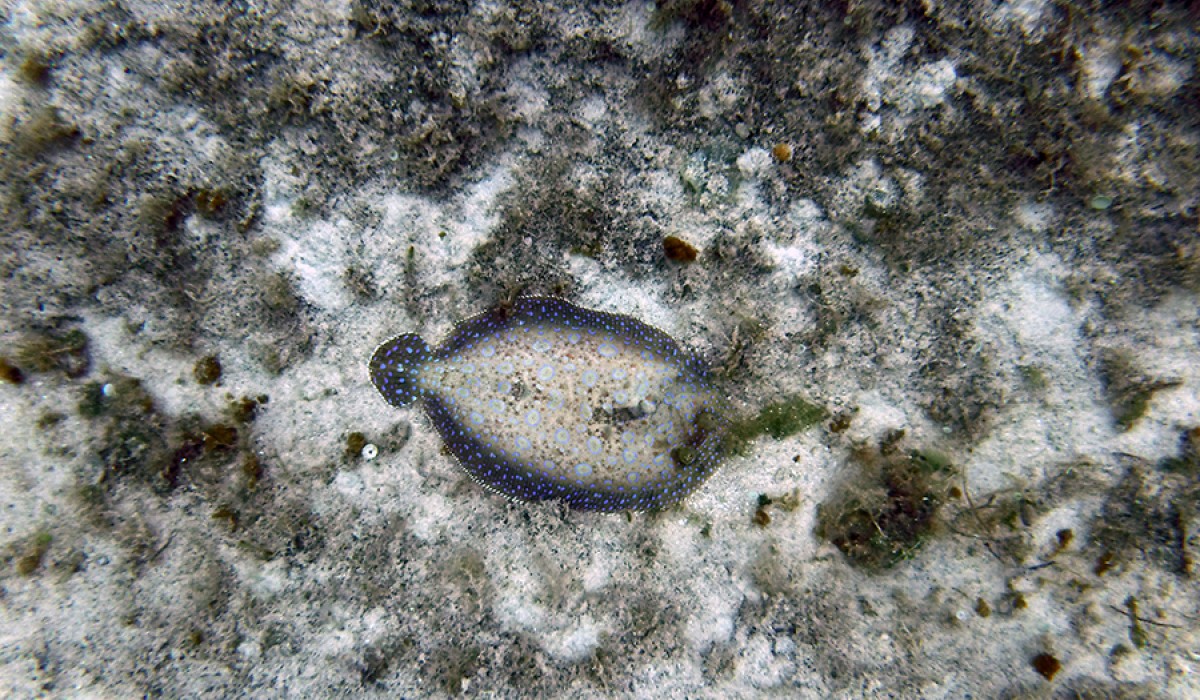 A peacock flounder settling into its newest hiding spot