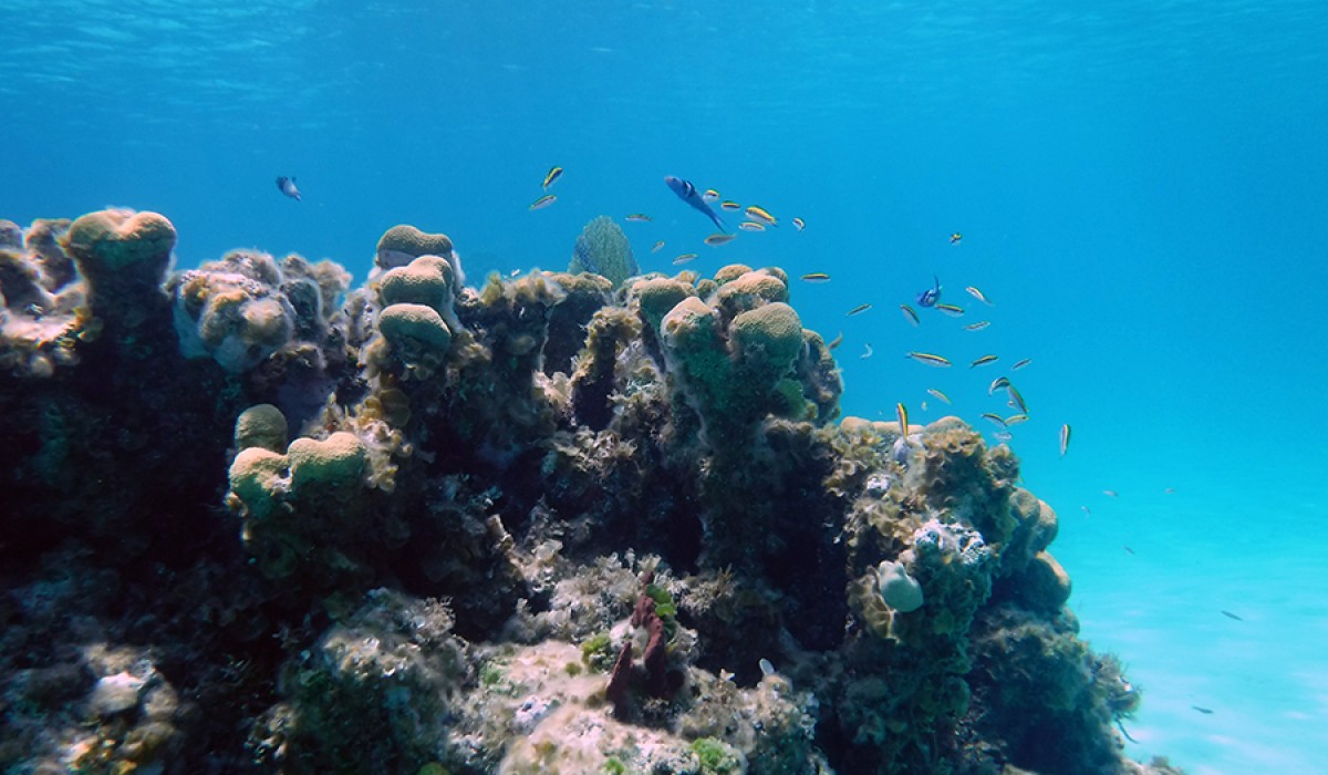 Bluehead wrasse swimming around a reef head at Monument Reef