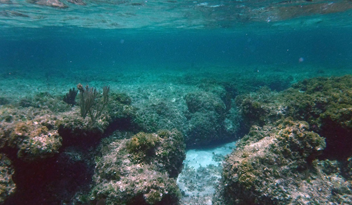 Singer's point reef