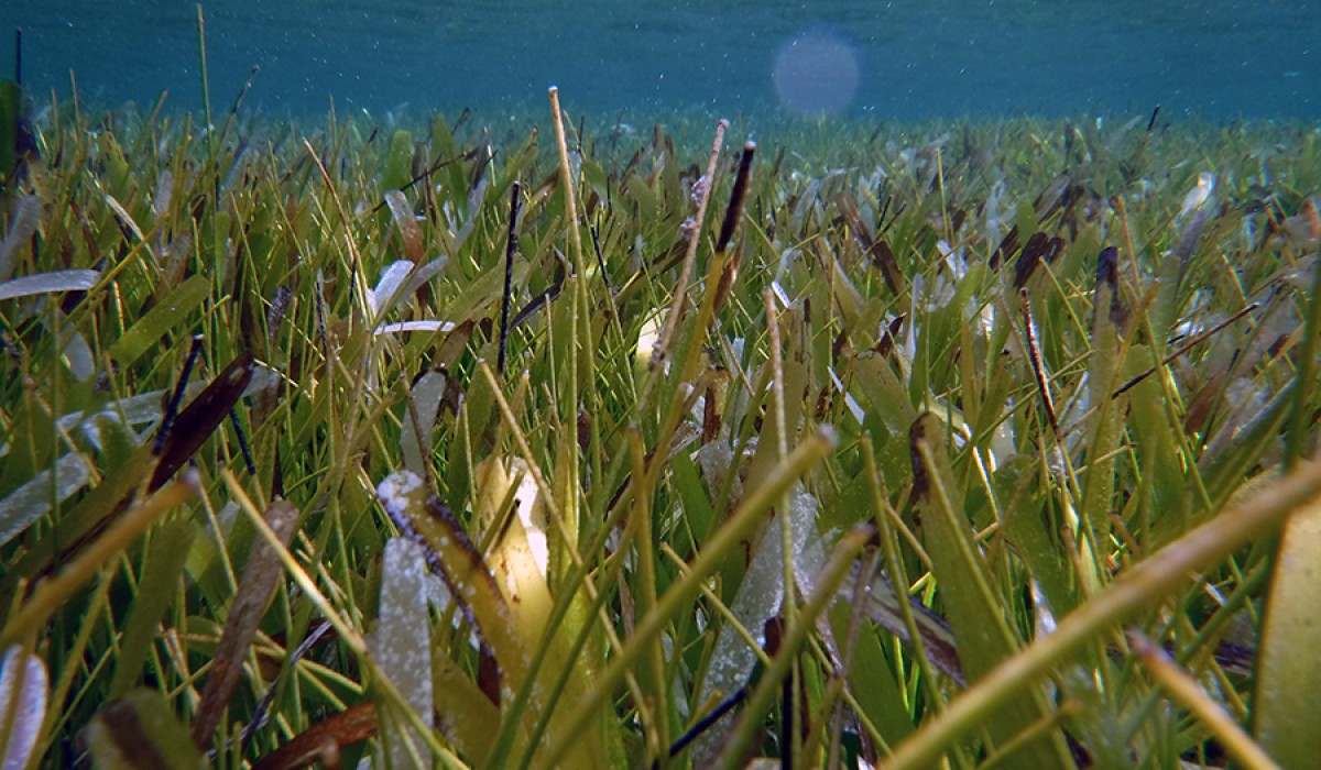 Sea Grass Bed at N Point