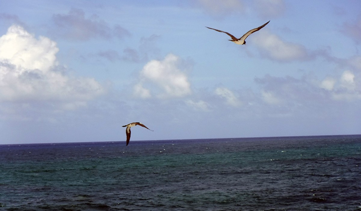 Brown Booby birds flying over Cut Cay