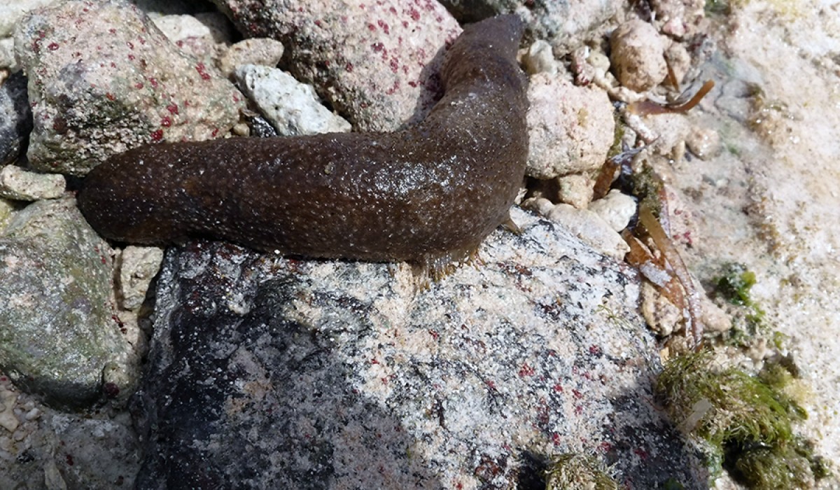 One of the sea cucumbers we found