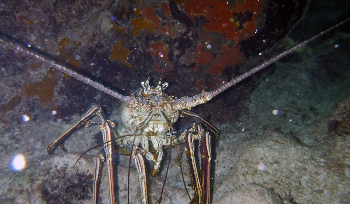 Giant Caribbean spiny lobster