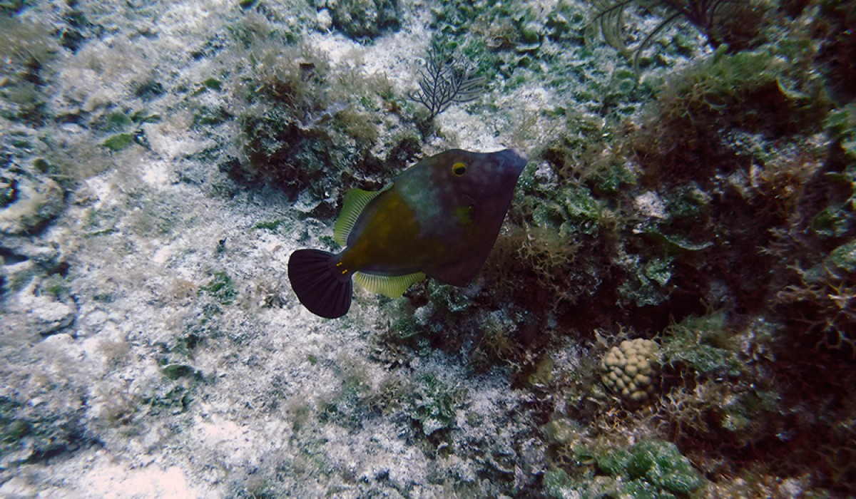A whitespotted filefish modeling for the camera