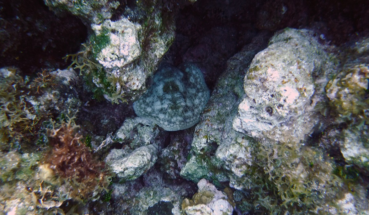 A yellow stingray hiding in a crevice