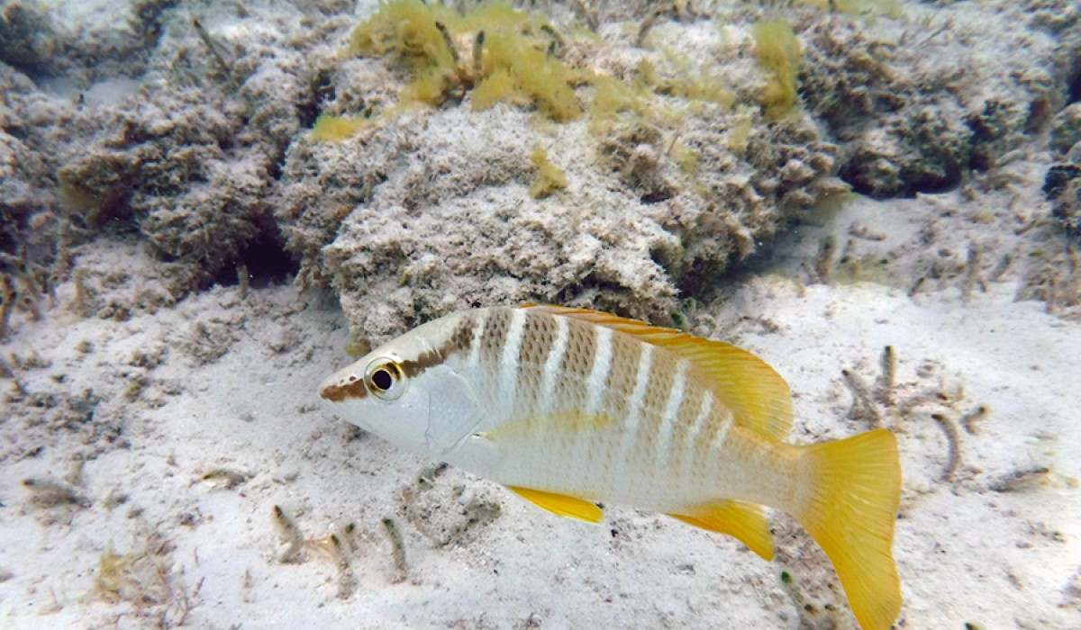 Schoolmaster swiming beside some algal covered rocks