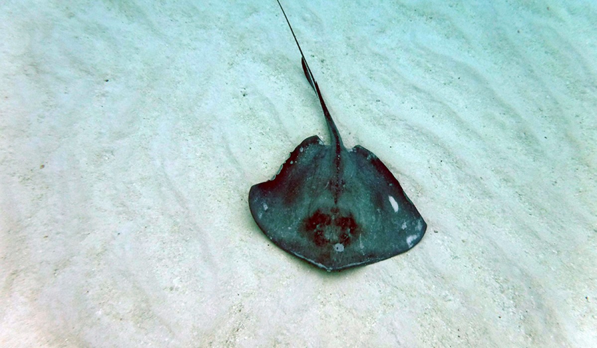 First stingray of the trip--spotted at Sand Dollar Reef