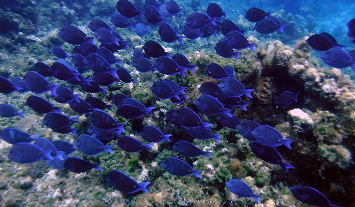 Big school of Blue Tang the researchers came across