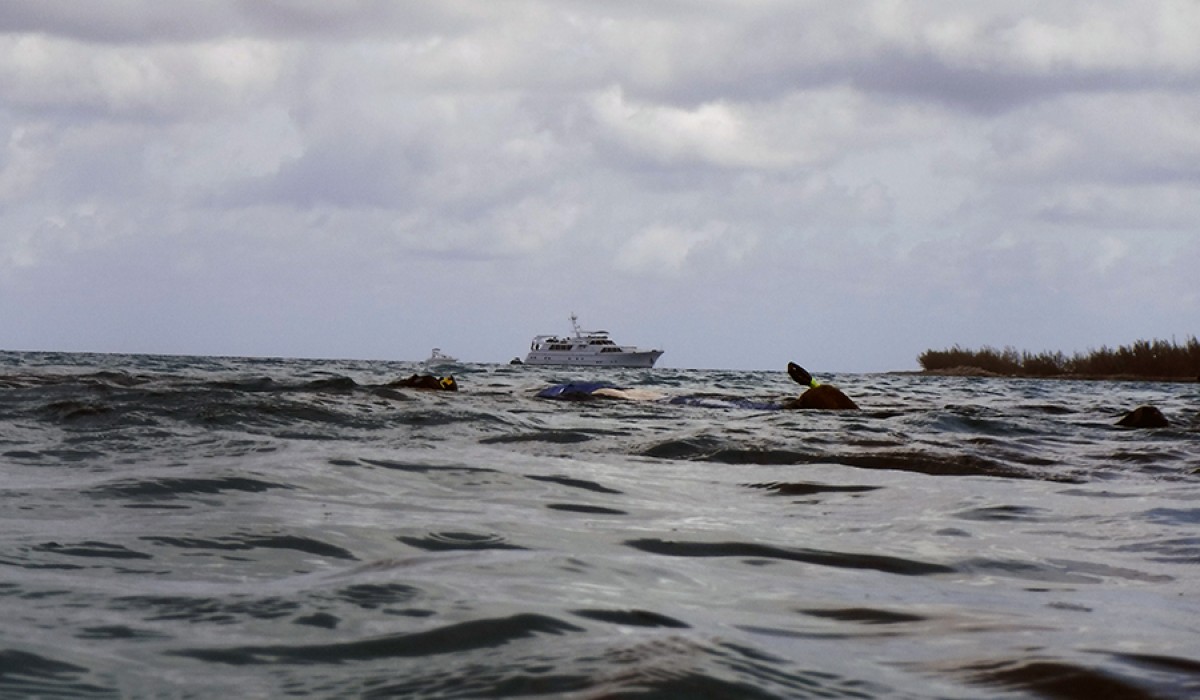 A view of the snorkelers at the surface