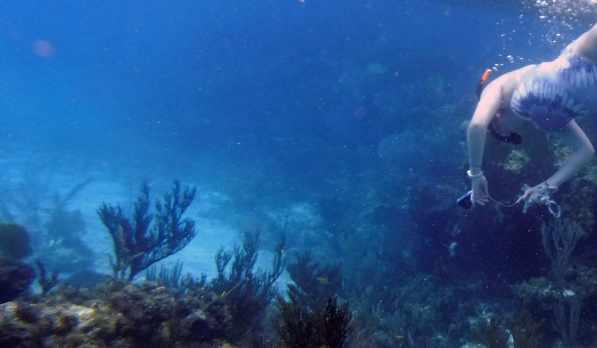 Alyssa from the Flamingo tongue group collecting data