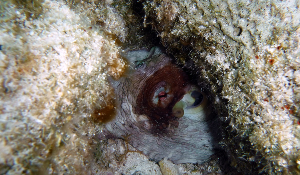 Common Octopus eye staring back from a hole
