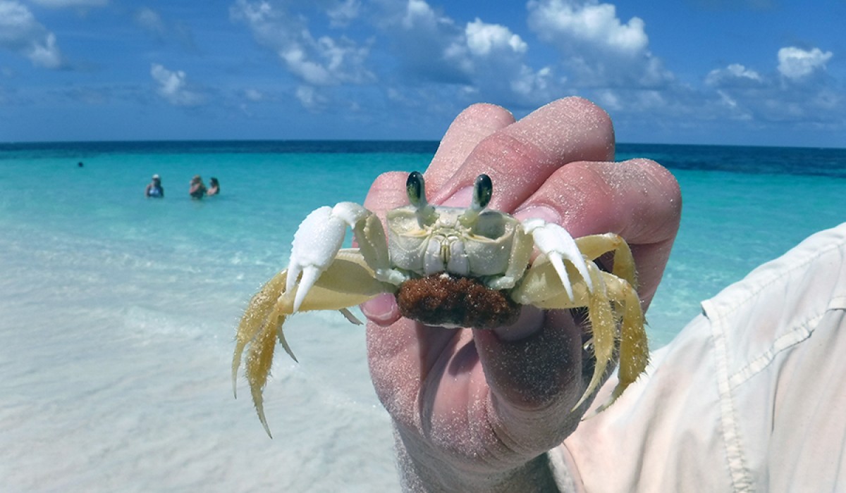 Gravid ghost crab at East beach