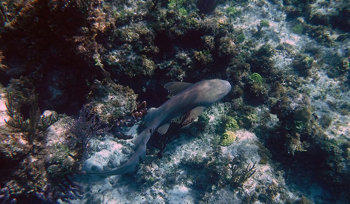 Nurse shark at Sand Dollar