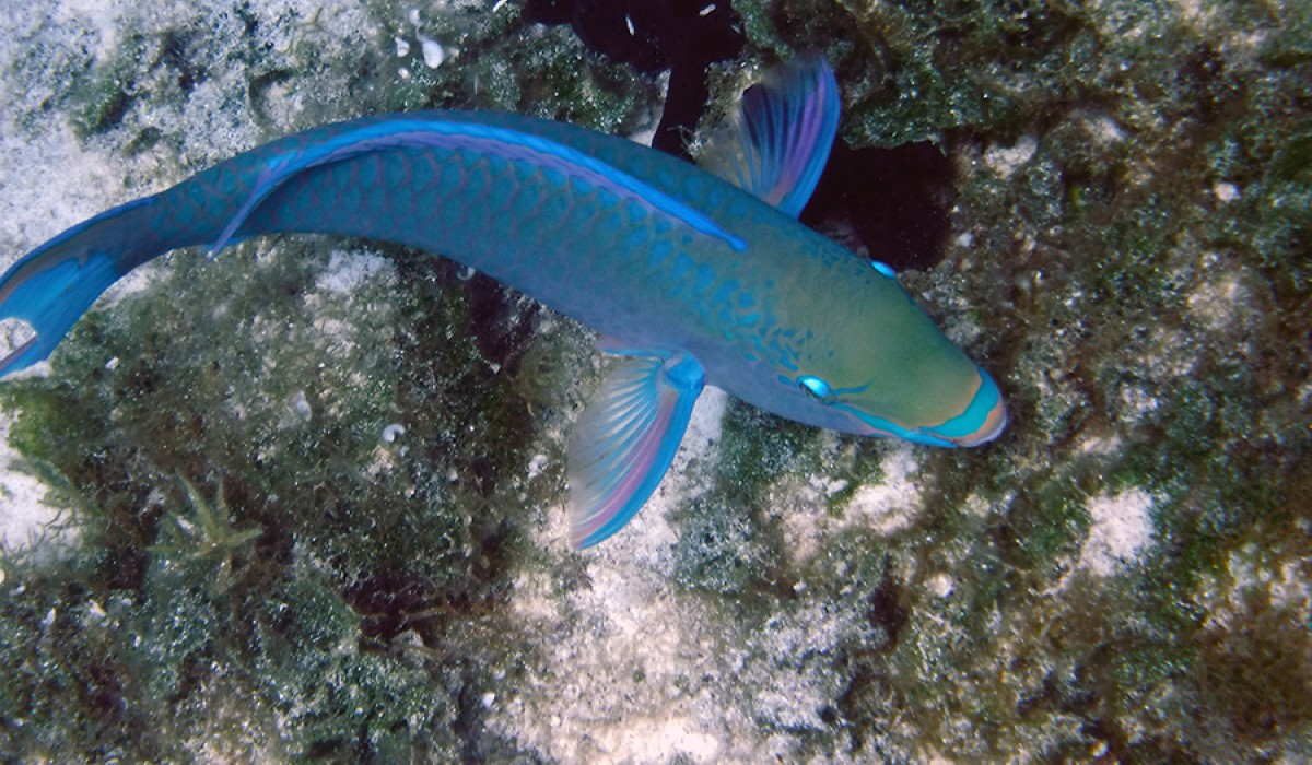 Parrotfish from our snorkel at Snapshot Reef