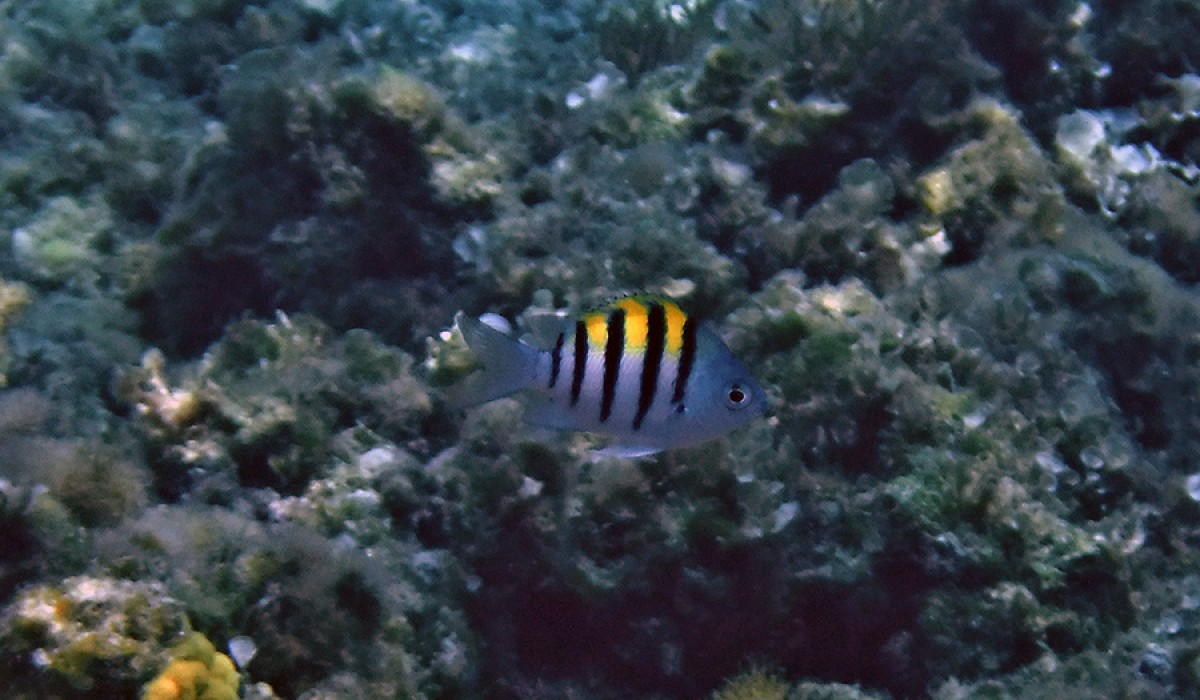 Baby Sergeant Major at the reef at Monument