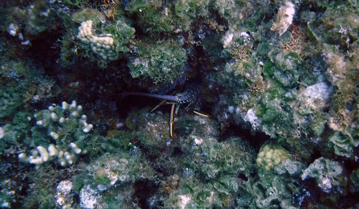 A spiny lobster peeking out from its home