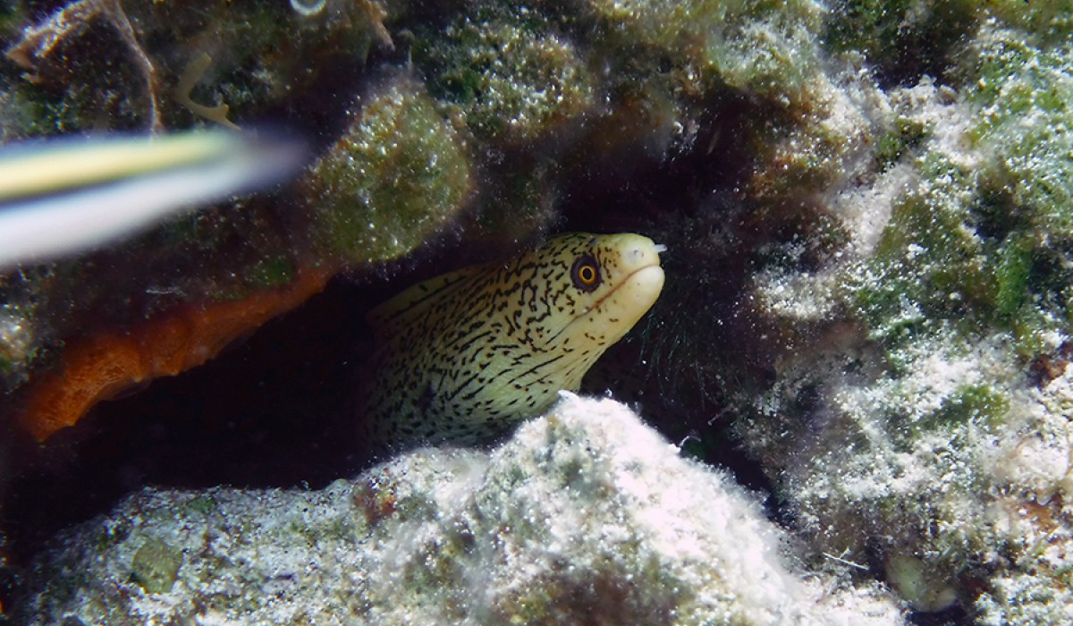 Yellow spotted Moray eel peeking out from under a rock