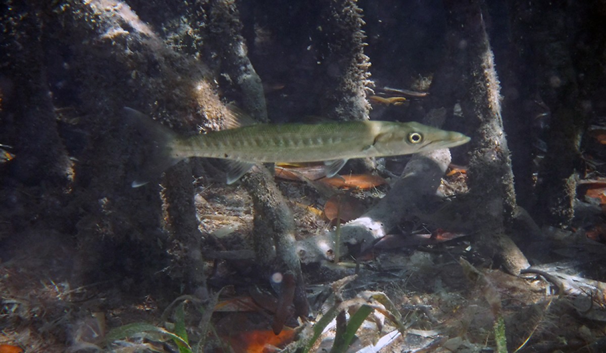 Baby barracuda swimming through mangrove roots