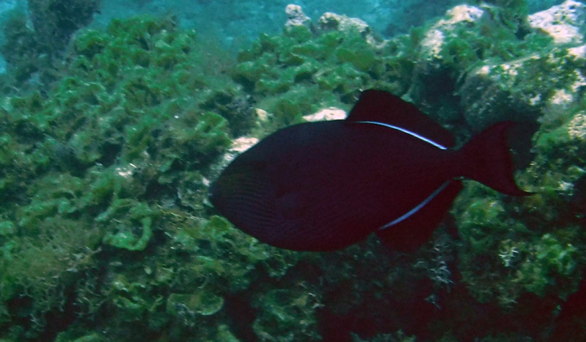 Black Durgon swimming with the researchers