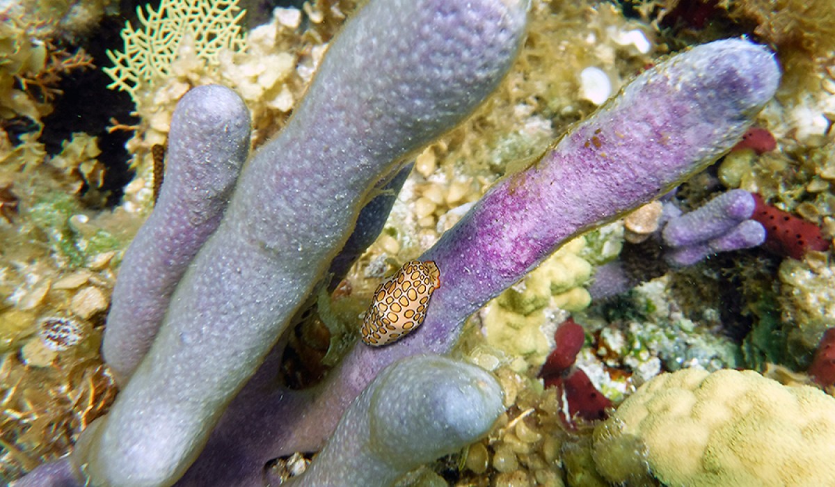Flamingo tongue resting on Corky Sea Fingers before being measured