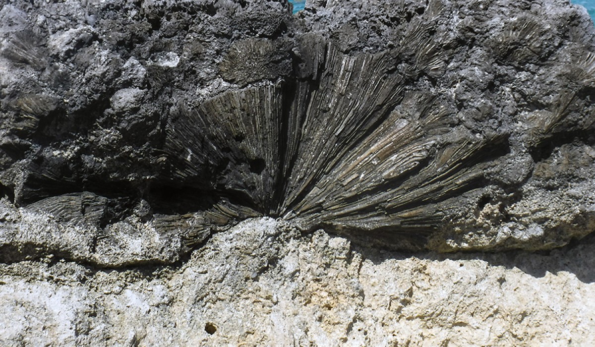 fossilized brain coral