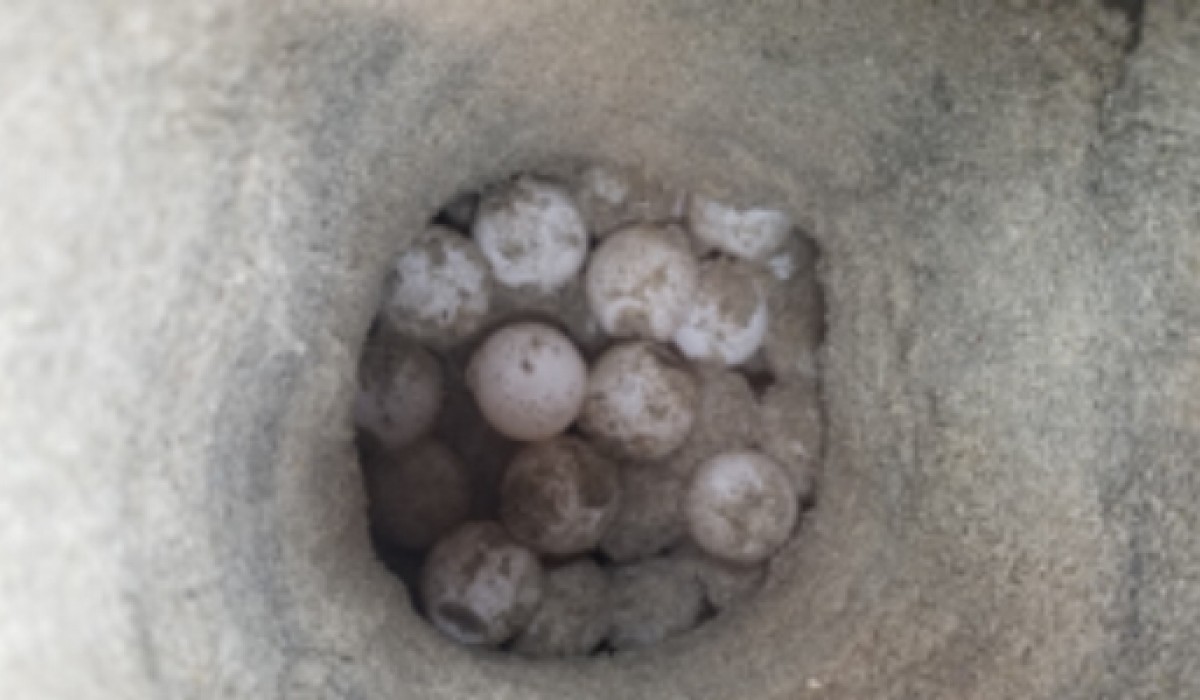 Loggerhead Sea Turtle Eggs