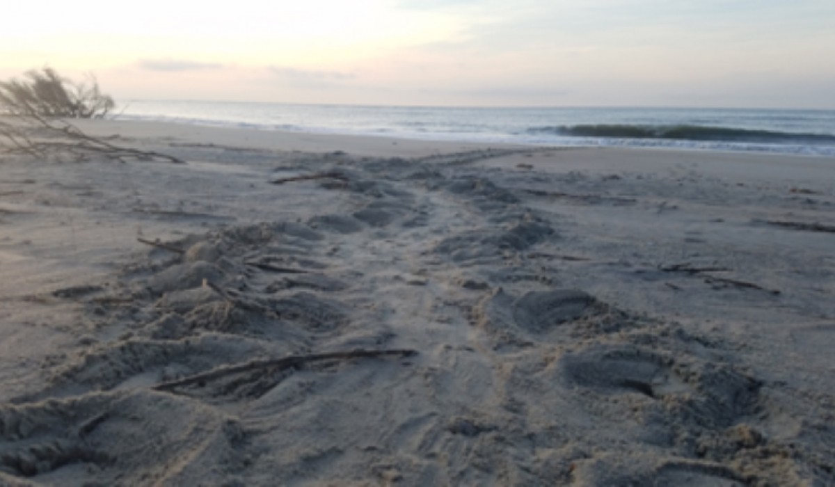 Sea Turtle Path on Dewees Island