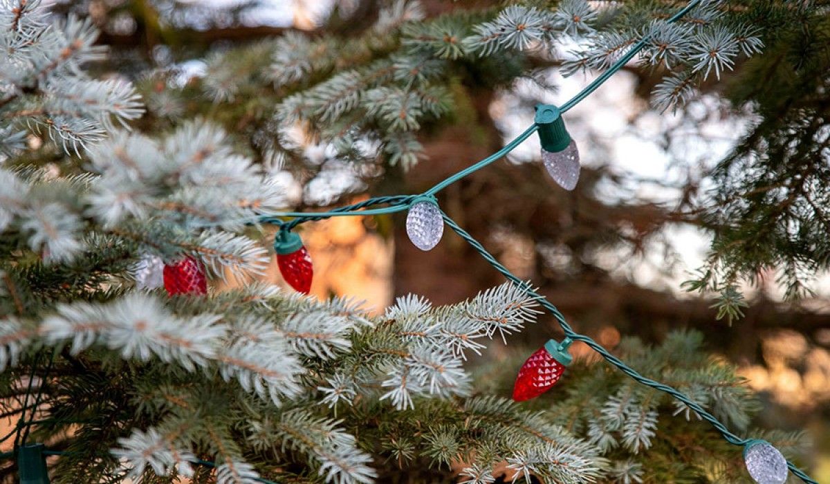 Tree Lighting Ceremony at Wittenberg