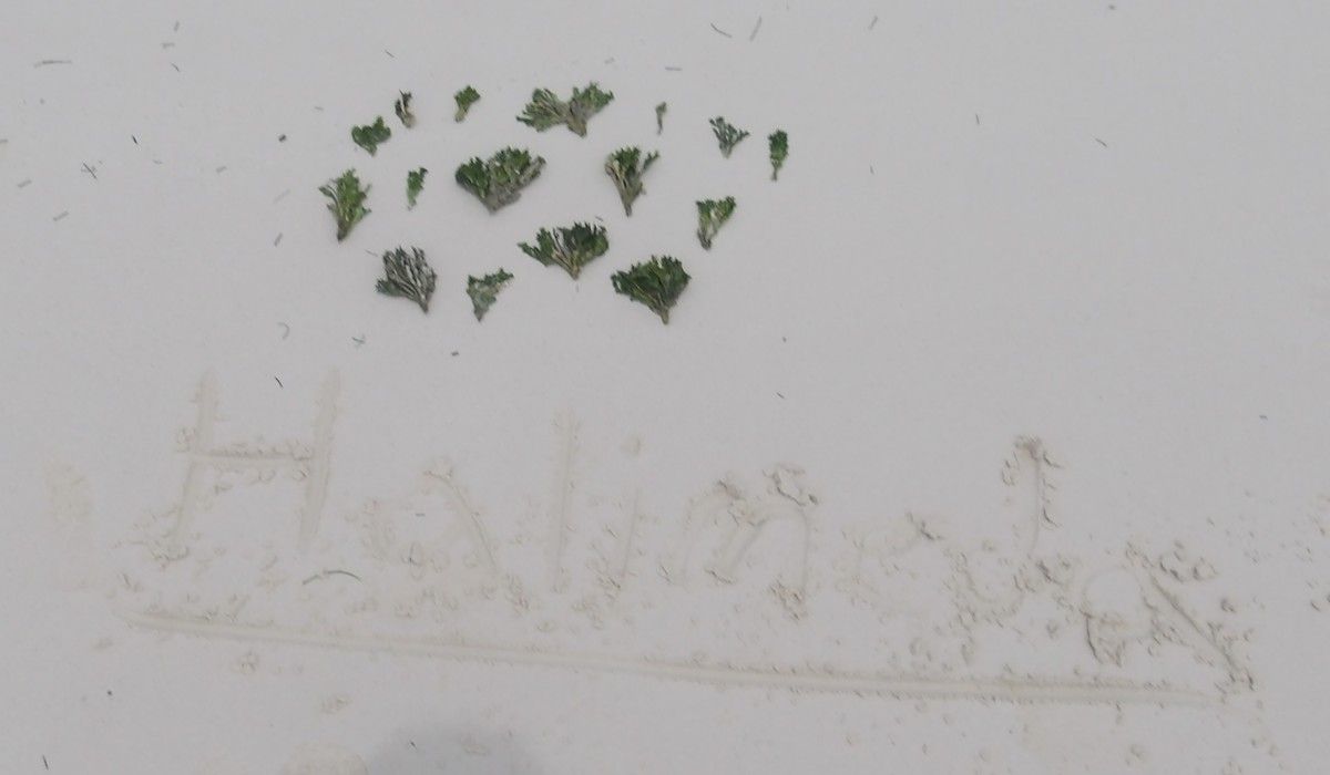 a pile of the algae Halimeda collected by students