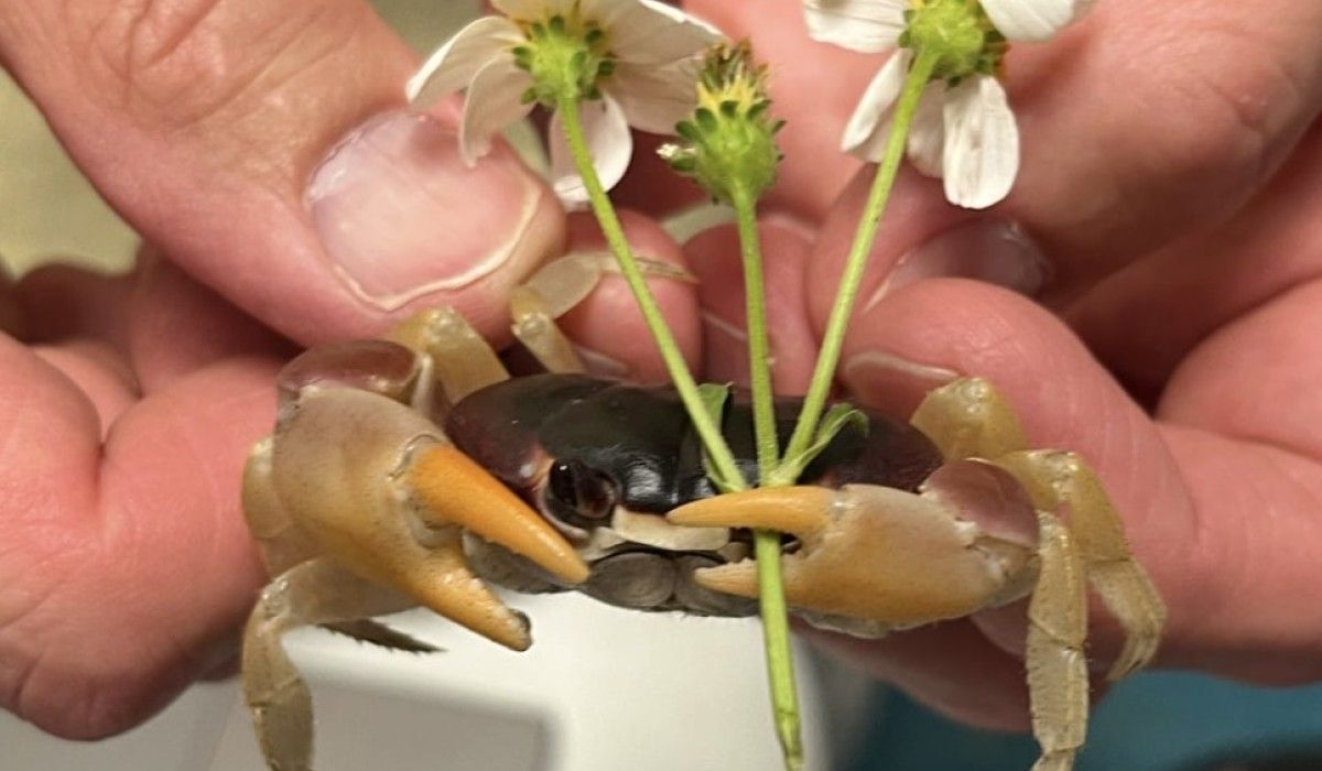 Caribbean land crab holding a flower