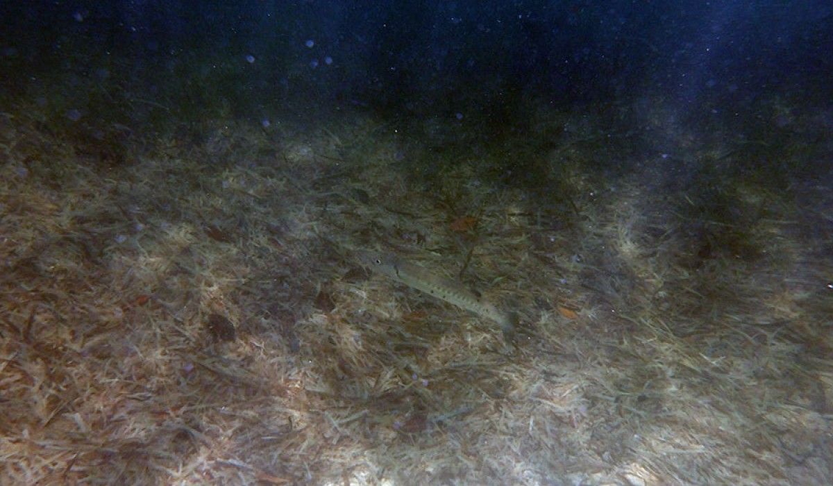 Barracuda