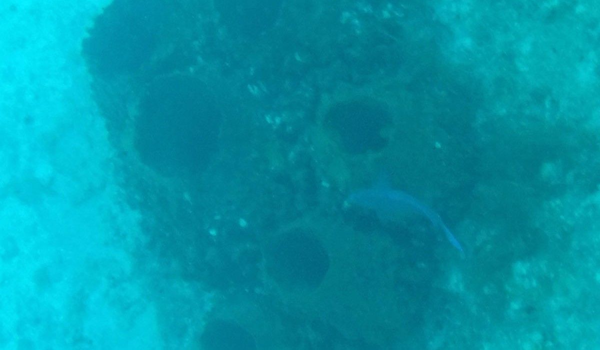 Giant barrel sponges seen on the way to the dropoff