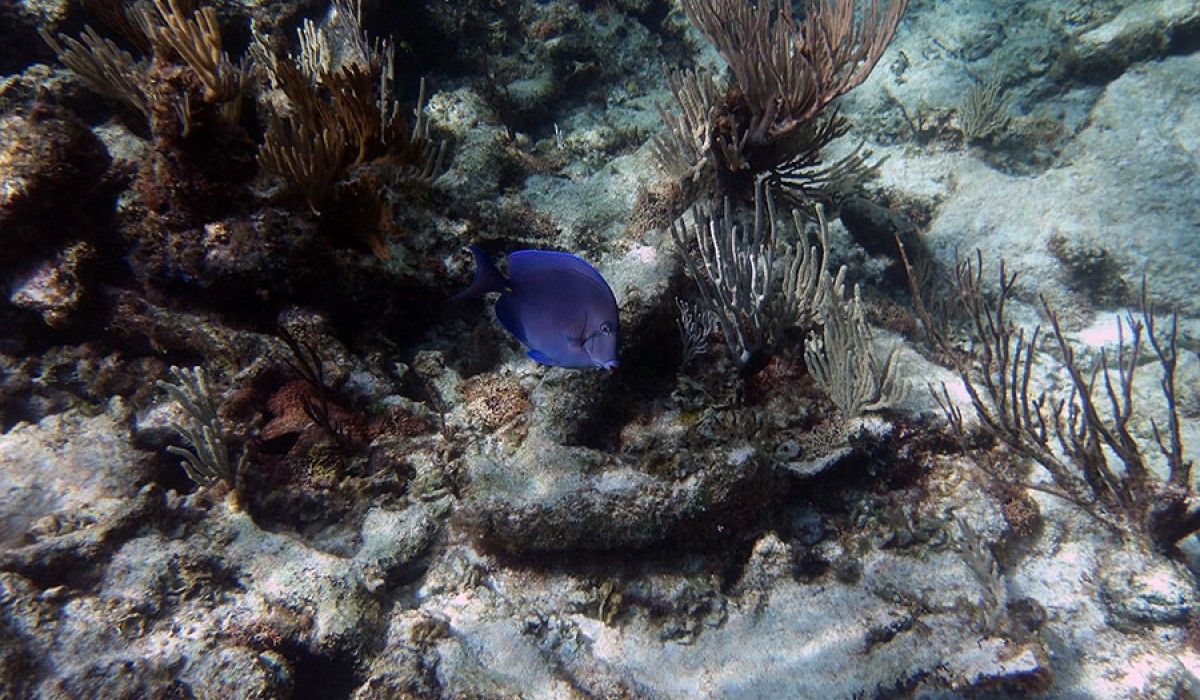 a school of blue tangs